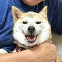 Neiro Neiro at Coins Rating